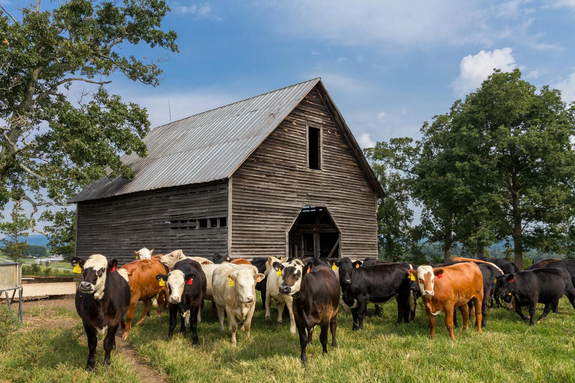 Livestock Marketplace