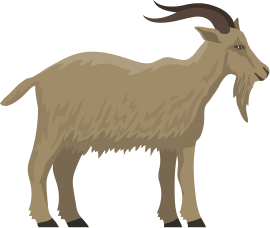 Goat